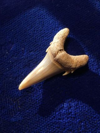 Jaekelotodus Robustus Fossil Shark Tooth Morocco 3
