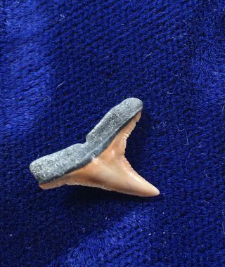 Carcharhinus Brevipinna Fossil Spinner Shark Tooth Florida 2