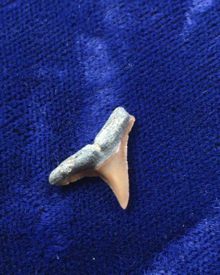 Carcharhinus Brevipinna Fossil Spinner Shark Tooth Florida 3