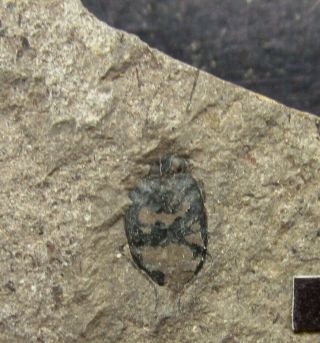 Corixidae Insect Fossil,  Inner Mongolia - 71718