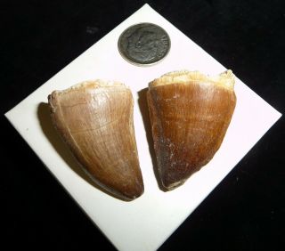 Mosasaur Teeth Fossil Specimens Africa 25 grams 2