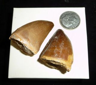 Mosasaur Teeth Fossil Specimens Africa 25 grams 3