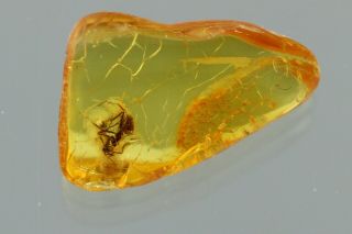 ANT Formicidae Fossil Inclusion BALTIC AMBER 201111 - 79,  IMG 3