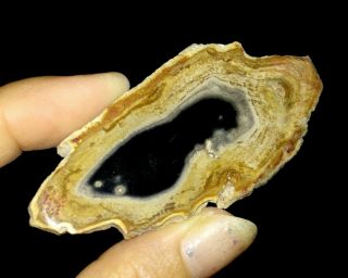 PETRIFIED WOOD FOSSIL SLICE,  FROM JAVA,  INDONESIA,  65MM 2