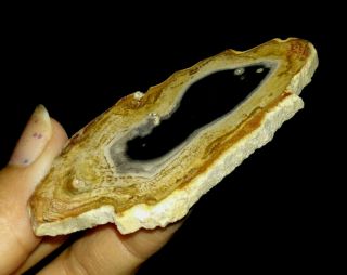 PETRIFIED WOOD FOSSIL SLICE,  FROM JAVA,  INDONESIA,  65MM 3