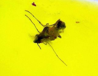 BALTIC AMBER WITH FOSSIL INSECT AND TWO VERY SMALL INSECTS 3.  55 ct 3