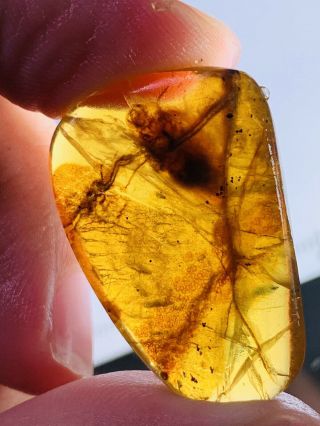 3.  35g Roach In Mineral Burmite Myanmar Burmese Amber insect fossil dinosaur age 2