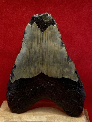 940.  4.  20” Megalodon Shark Tooth Fossil 100 Authentic 2