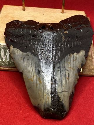940.  4.  20” Megalodon Shark Tooth Fossil 100 Authentic 3