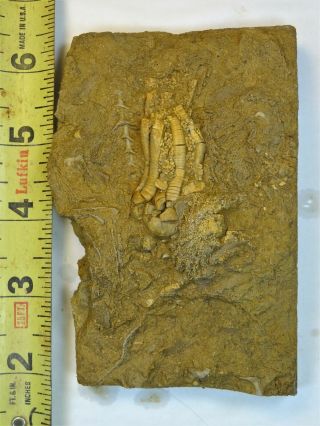 Crinoids - Mississippian Period - Phanocrinus bellulus - PBM1 2