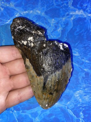 Megalodon Shark Tooth 4.  75” Huge Teeth Big Fossil Meg Scuba Diver Direct 2190