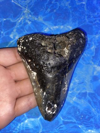 Megalodon Shark Tooth 4.  41” Huge Teeth Big Fossil Meg Scuba Diver Direct 2188