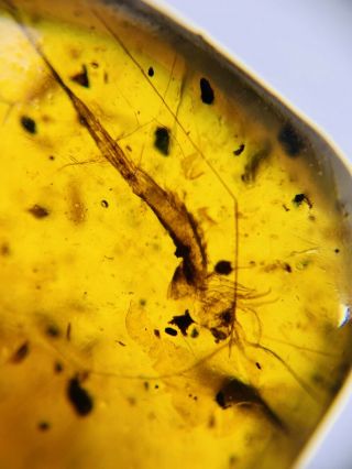 Silverfish&unknown Hair Burmite Myanmar Burmese Amber Insect Fossil Dinosaur Age