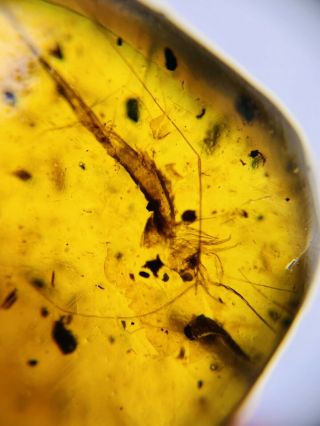 Silverfish&unknown Hair Burmite Myanmar Burmese Amber insect fossil dinosaur age 3