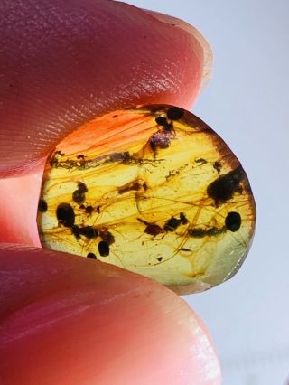 Lacewing&wasp bee nest Burmite Myanmar Burmese Amber insect fossil dinosaur age 2