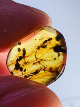 Lacewing&wasp bee nest Burmite Myanmar Burmese Amber insect fossil dinosaur age 3