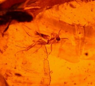 Mycetophilid Fly,  Beetle,  Bivalves In Burmite Amber Fossil Gemstone Dinosaur Age