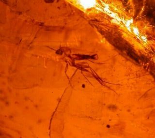Mycetophilid Fly,  Beetle,  Bivalves in Burmite Amber Fossil Gemstone Dinosaur Age 2