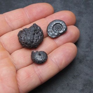 3x Goniatite 16 - 26mm Hematite Devonian Mineral Africa Fossil Ammoniten 3