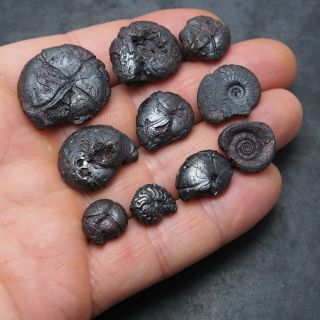 10x Goniatite 14 - 29mm Hematite Devonian Mineral Africa Fossil Ammoniten 2