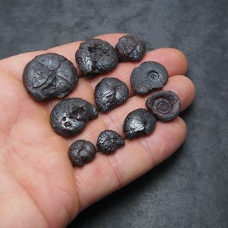 10x Goniatite 14 - 29mm Hematite Devonian Mineral Africa Fossil Ammoniten 3