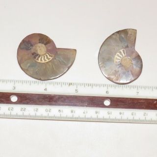 Ammonite Amonite Iridiscent Madascar Pair Fossil Crystal Chakra 2 