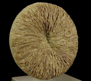 Cretaceous Fossil Coral Cyclolites Sp.  - - - - Morocco Atlas Mts.  - Talsint /pa482