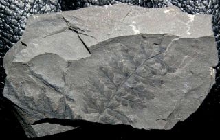 310 Million Years Ago Carboniferous Fossil Sphenopteris Plant
