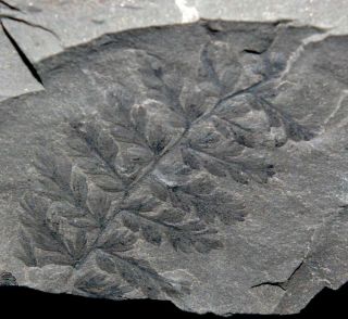 310 million years ago Carboniferous fossil Sphenopteris plant 2