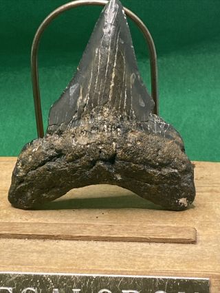 241.  2.  84 " Megalodon Shark Tooth Fossil 100 Authentic.