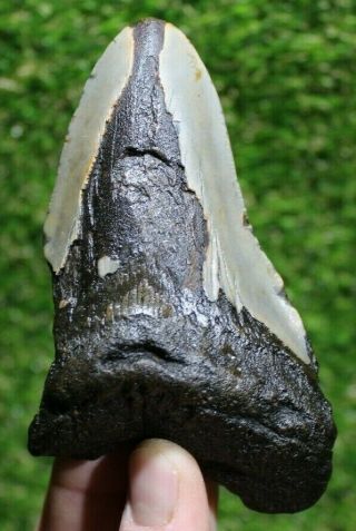 Megalodon Shark Tooth 4.  69 
