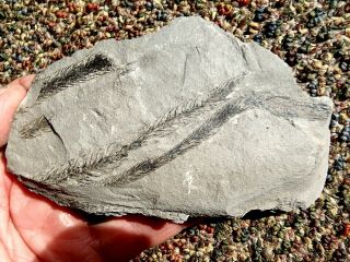 Lepidodendron Leaf Tip Fossil And Cone,  Pennsylvanian Age 300 Million Year Old