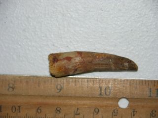 Spinosaurus Dinosaur fossil tooth 1.  5 inch H4 2