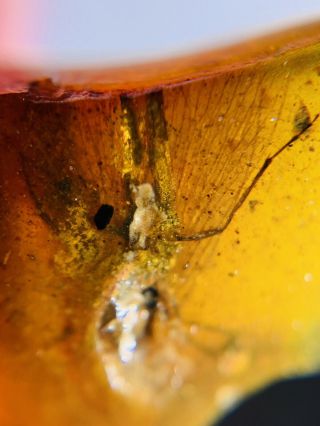 Mecoptera Meropeidae Fly Burmite Myanmar Burma Amber insect fossil dinosaur age 3