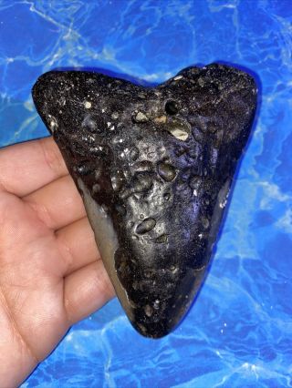 Megalodon Shark Tooth 4.  49” Huge Teeth Big Fossil Meg Scuba Diver Direct 2163
