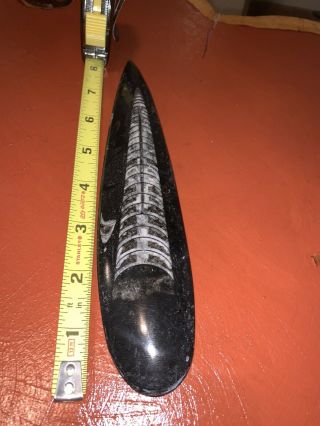 orthoceras Fossil 8 Inches From Morocco 2