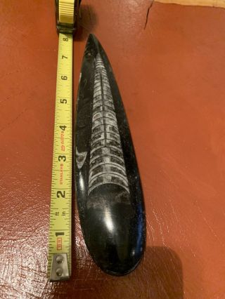 orthoceras Fossil 8 Inches From Morocco 3