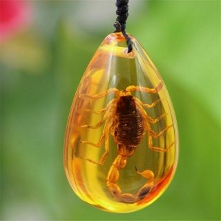 Insect Stone Natural Scorpions Inclusion Amber Baltic Pendant Necklace Home 2