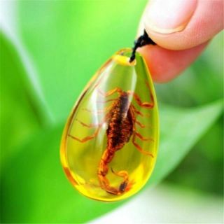 Insect Stone Natural Scorpions Inclusion Amber Baltic Pendant Necklace Home 3