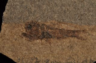 Fossil Fish - Eomyctophum Sp.  From Poland