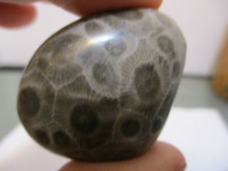 Artists Helping Artists Hand Polished Petoskey Stone From Michigan 2