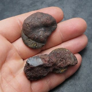 2x Goniatite 30 - 32mm Hematite Devonian Fossil Ammonite Fossilien Goniatit 2