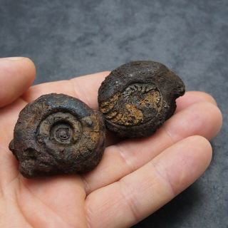 2x Goniatite 41 - 42mm Devonian Mineral Fossil Ammonite 2