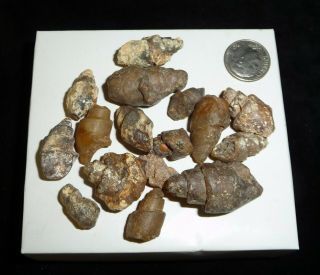 Natural Turritella Agate Fossil Stones Morooco 60 Grams
