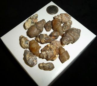 Natural Turritella Agate Fossil Stones Morooco 60 grams 2