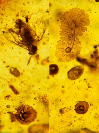 Fungus&unknown Fly Burmite Myanmar Burmese Amber Insect Fossil Dinosaur Age
