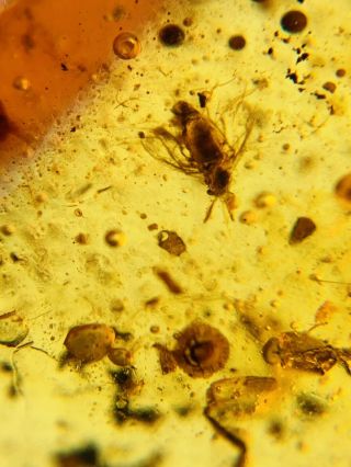 fungus&unknown Fly Burmite Myanmar Burmese Amber insect fossil dinosaur age 2