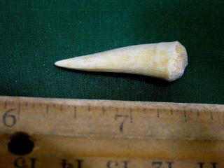 Saber tooth Herring fossil tooth Enchodus Cretaceous 1.  25 inch E98 2