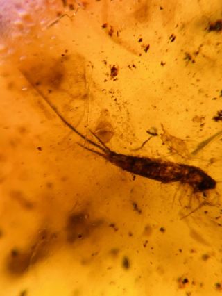 Silverfish&mosquito Fly Burmite Myanmar Burmese Amber insect fossil dinosaur age 3