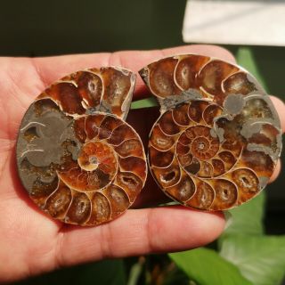 1 Pair Half Cut Ammonite Shell Jurrassic Fossil Specimen Madagascar 67g P1985 2
